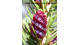 Jedľa plstnatoplodá arizonská  Abies lasiocarpa arizonica Jedľa arizonská výška sadenice 1 m